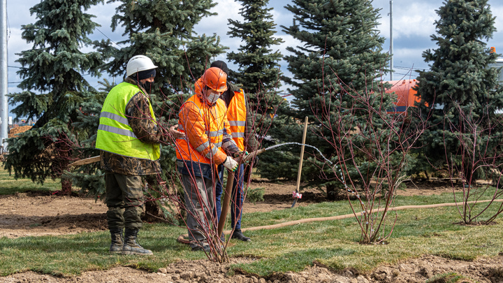Мэрия Краснодара раздаёт саженцы: рассказываем кому и на каких условиях 