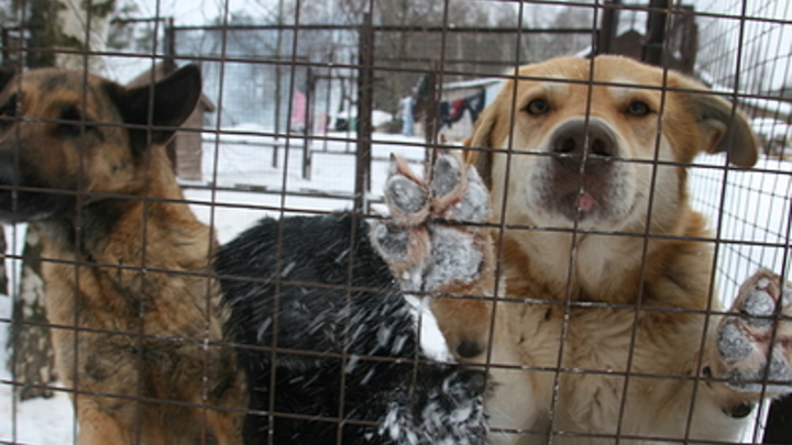 В зоопитомнике Амодово построят новый питомник для содержания безнадзорных собак