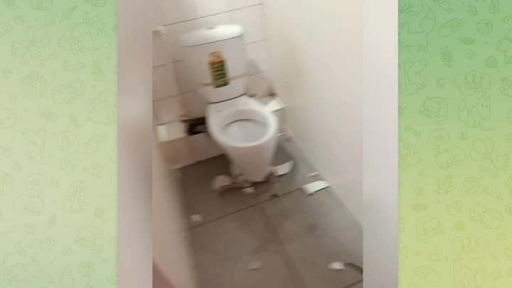 В Химках шестиклассник взорвал школьный унитаз петардой