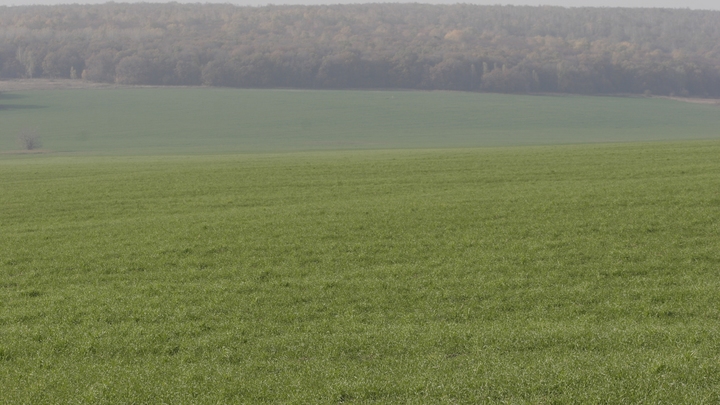 В Подмосковье стали раздавать землю за 1 рубль: Программу признали эффективной