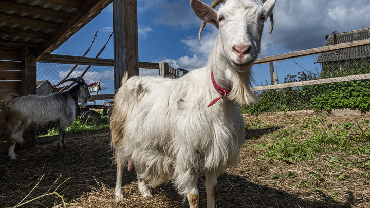 В Индии козу-мутанта с человеческим лицом объявили аватаром бога. Суеверие или вброс?
