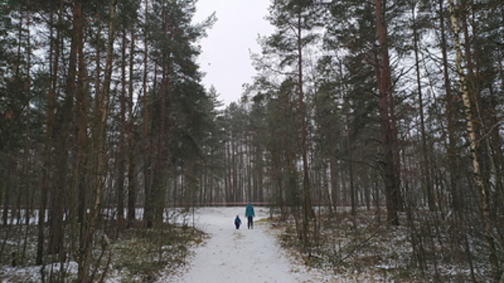 Правительство посоветовало серым лесорубам выходить из тени