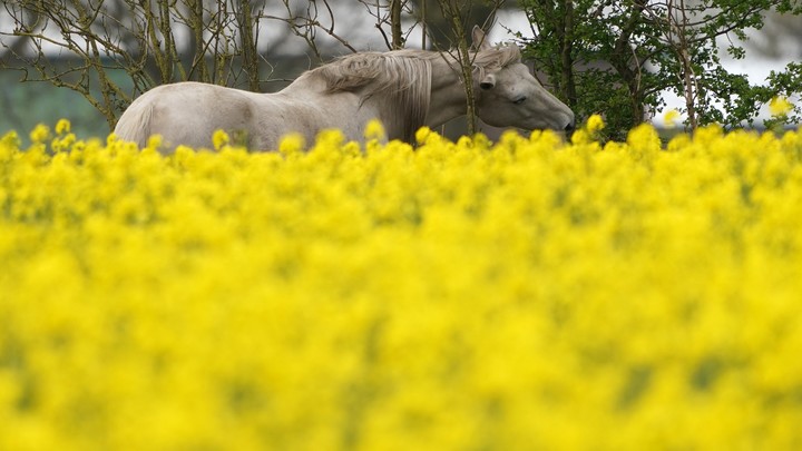 В Казахстане вывели сказочную породу лошадей: Принц бы позавидовал - Видео