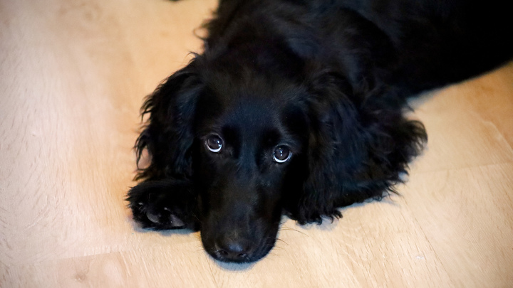 В США сбежавшая собака сама вернулась домой в канун Рождества, позвонив в дверь