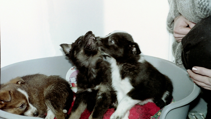 JAMA: кошки и собаки замедляют старение у их владельцев