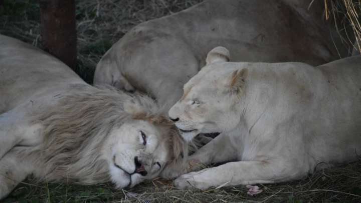 Олег в крайне тяжёлом состоянии: Запашный раскрыл подробности атаки львов на директора крымского парка
