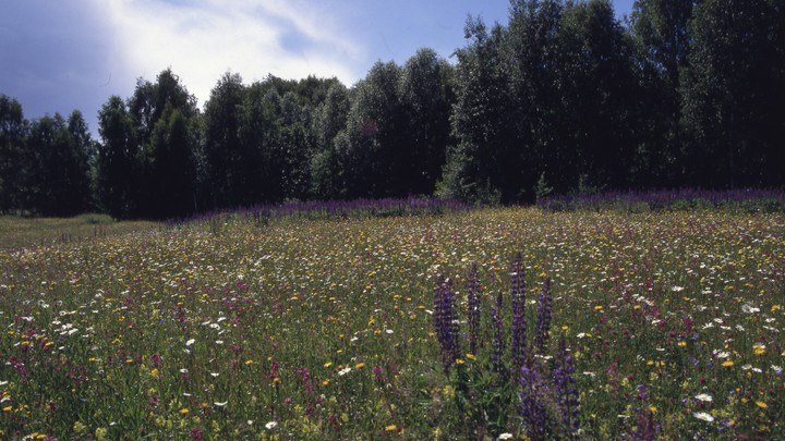 100 новых экотроп появится на территории Сириуса