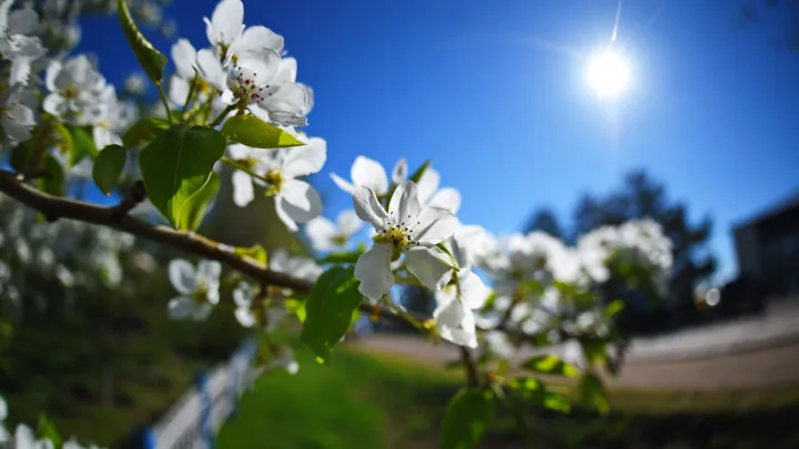 Январь под сокращение? Миронов предложил усилить майские каникулы