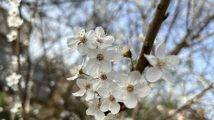 Этой осенью в Краснодаре высадят около 3 тыс. деревьев