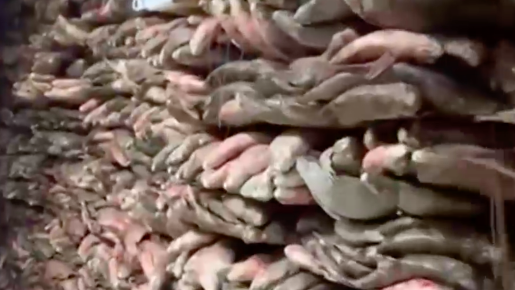 Житель Кубани задержан за незаконный вылов 75 тонн рыбы на