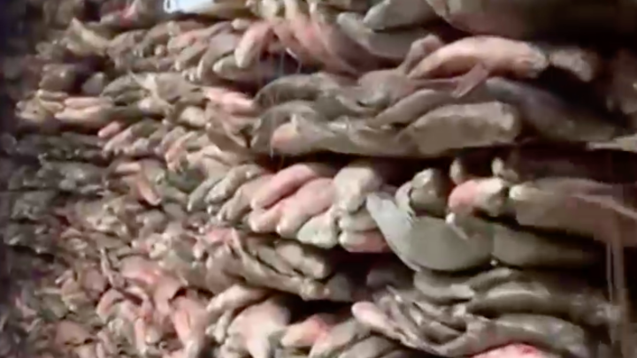 Житель Кубани задержан за незаконный вылов 75 тонн рыбы на 30 млн рублей