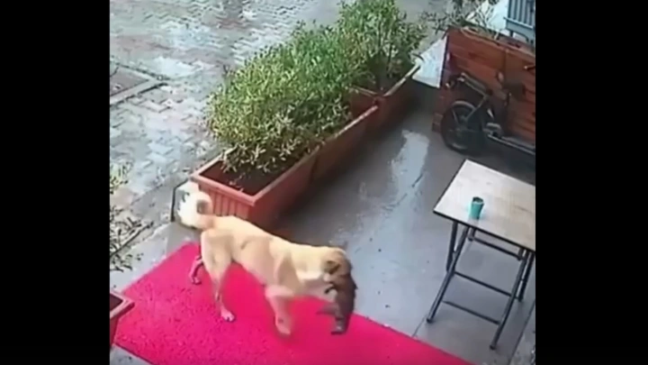 Собака принесла умирающего щенка в ветклинику в Стамбуле и попала на видео