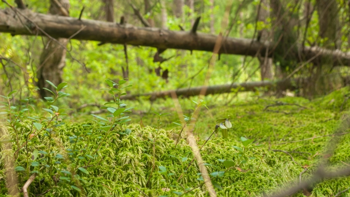 Больше Швейцарии: специалисты раскрыли, где находится крупнейшее в мире болото
