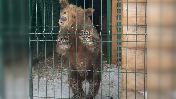 Карликовая медведица, спасённая в Челябинске, может разнести вольер в щепки