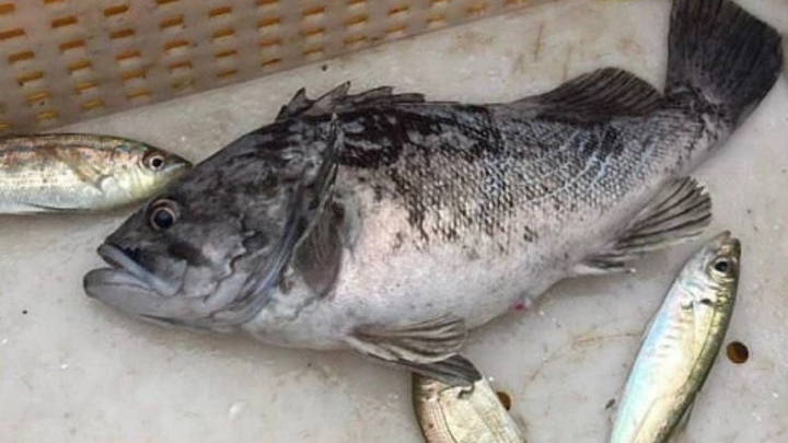 Опасную рыбу-хищника заметили в Черном море у берегов Кубани