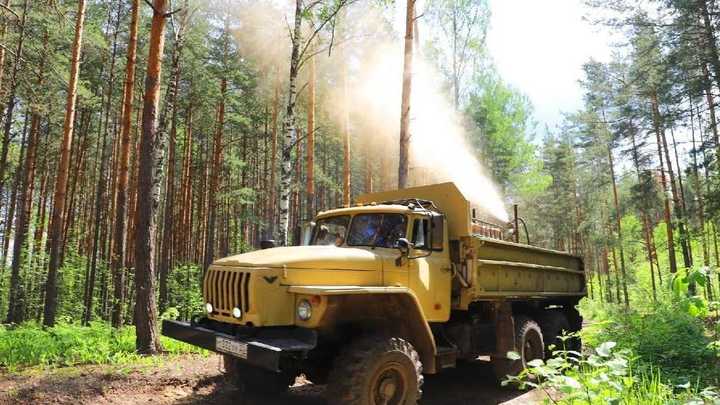В Подмосковье возможна вторая волна нашествия непарного шелкопряда