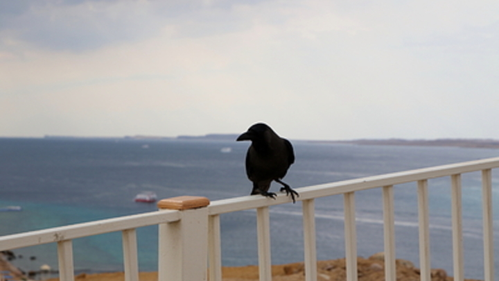 Запахло весной: в эти выходные на Кубани потеплеет до +22 °С