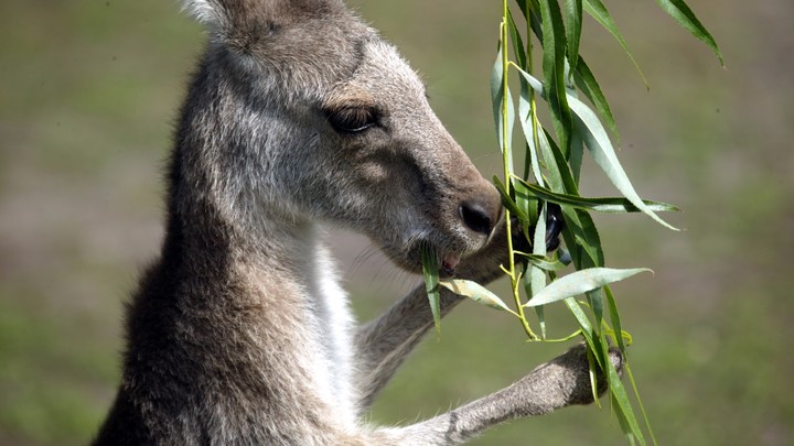 Коммерческий заказ: Похититель хотел обменять кенгуру на макаку. Полиция нашла пропавших животных