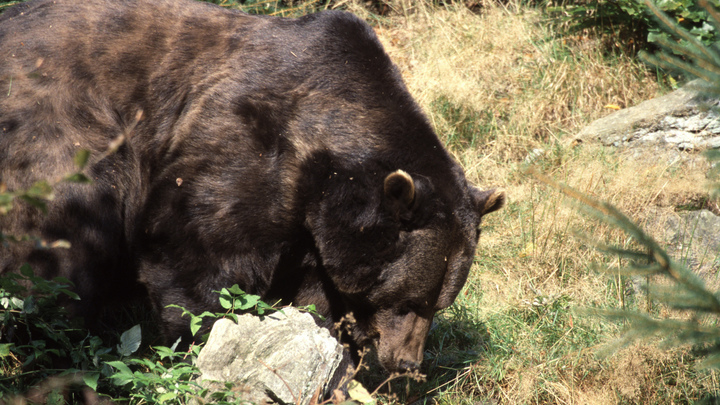 Охотоведы опровергли нападение медведя на скот под Туапсе