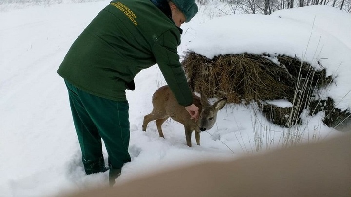 В Шаховской спасли косулю от стаи разъяренных собак