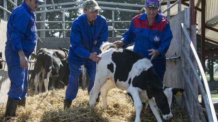 В Екатеринбурге родился первый генетически модифицированный телёнок