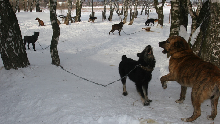Дети в Нижнем Тагиле боятся идти на уроки из-за стаи собак, поселившейся у школы
