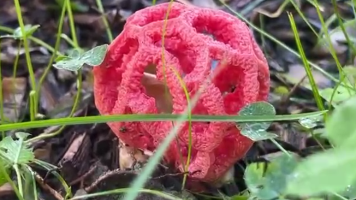 Экзотический гриб из Красной книги вырос в Сочи