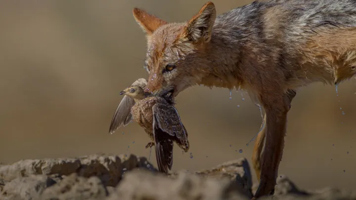 Опасный хищник чуть не растерзал девушку: подробности нападения бешеной лисы на прохожую в Омской области