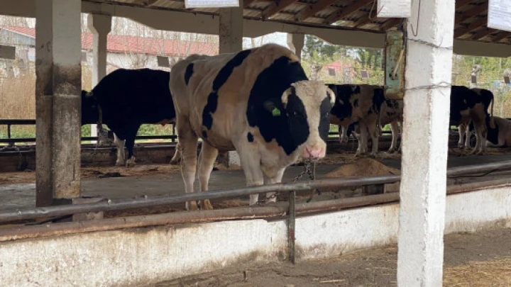 В Новосибирской области пострадавшим семьям назвали сроки ежемесячных выплат за изъятых сельхозживотных