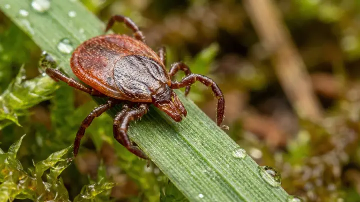 Клещи в Подмосковье вышли на охоту: зарегистрирован первый укус