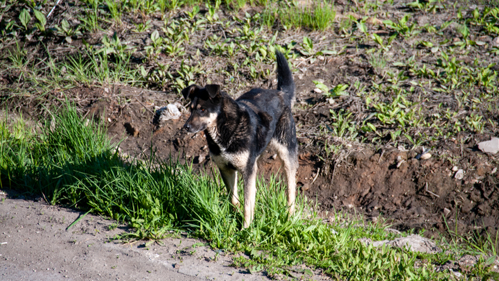 За укушенных граждан чиновников будут штрафовать на 200 тысяч рублей