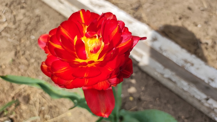 Лунный посевной календарь на 21 июня 2023: что сажать сегодня, советы садоводам и огородникам