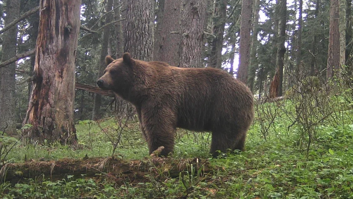 На Красной Поляне молодой медведь пролез на стратегический объект и застрял