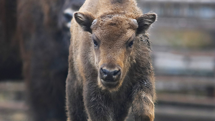 Питомник зубробизонов поделился видео с чудесным созданием