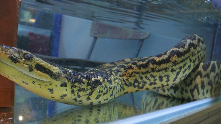 В Екатеринбурге закрывают зоопарк, где ребенок пострадал от укуса змеи