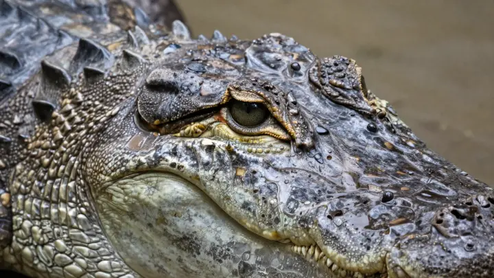 Жители Индии заключили мистический союз с крокодилами-убийцами