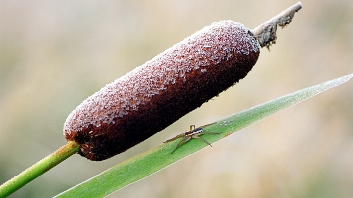 До +3 градусов опустится температура в понедельник, 5 сентября