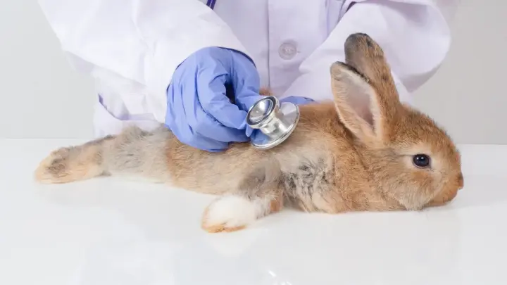 Герой из Волгореченска: костромич спас зайчонка весом со смартфон от стаи ворон