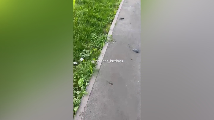 Птицы массово гибнут в Кемерове