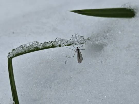 Подмосковье атакуют древние снежные комары