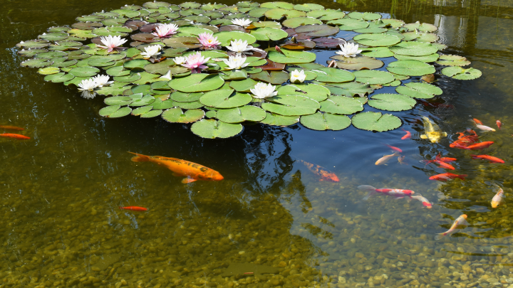 Ларисе Долиной придётся расстаться с 50 млн руб из-за искусственного пруда