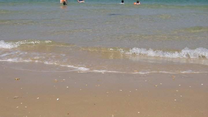 The Biologist: бессмертная медуза, найденная в Мировом океане, шокировала ученых из Италии