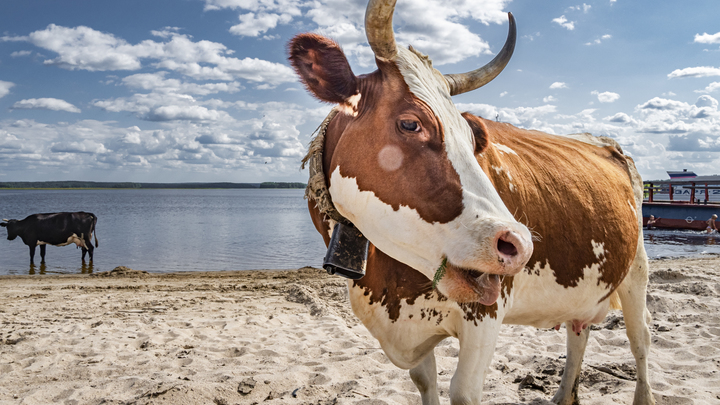 В Свердловской области стоимость литра молока перевалила за 60 рублей