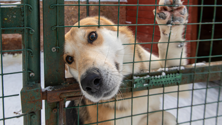 На Кубани разработают программу строительства приютов для домашних животных