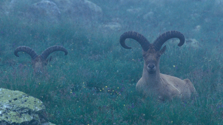7 минут успеха: ученые смогли воскресить вымершего козла букардо
