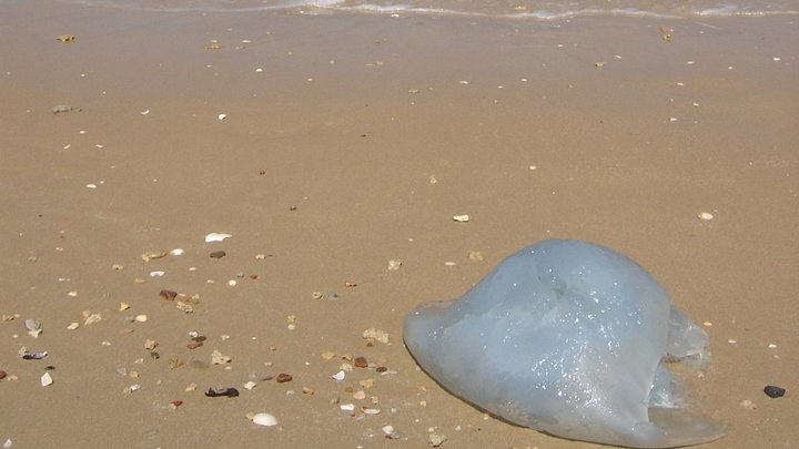 Шутки о нашествии русских медуз на Украину пресёк гидрогеолог: Вопрос серьёзный, на самом деле