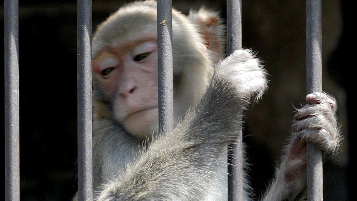Обезьяну поймали на производстве наркотиков в Ярославской области