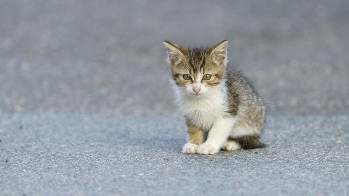 На добрые дела всегда есть время. В Краснодаре водитель трамвая спас котёнка, выбежавшего на рельсы