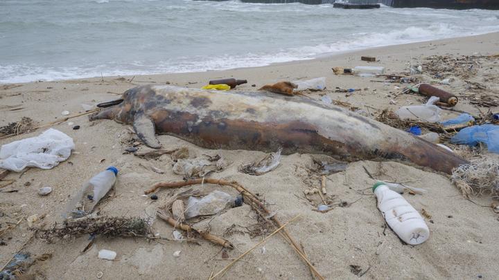Это произошло по стечению обстоятельств: На Камчатке объяснили массовую гибель морских животных