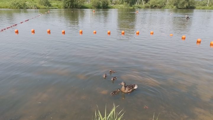 Владимирцы массово заражаются церкариозом на разрешенном мэрией для купания пляже